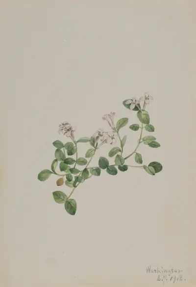 Partridgeberry (Mitchella repena)