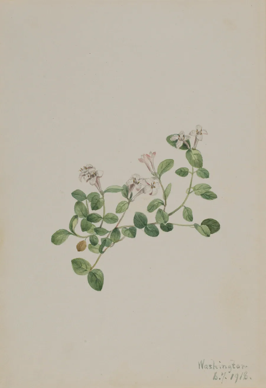Partridgeberry (Mitchella repena) by Mary Vaux Walcott, born Philadelphia, PA 1860-died St. Andrews, New Brunswick, Canada 1940