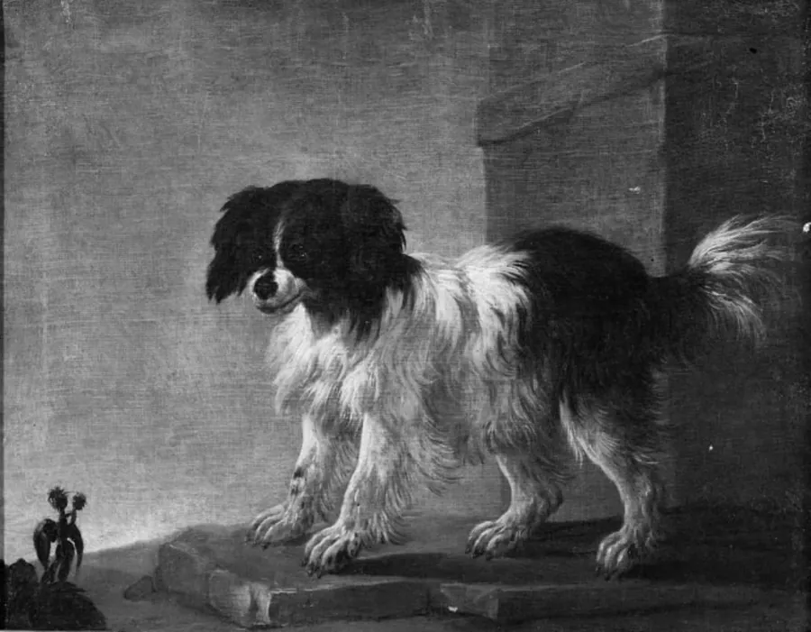 Bologneserhund by Philipp Peter Roos