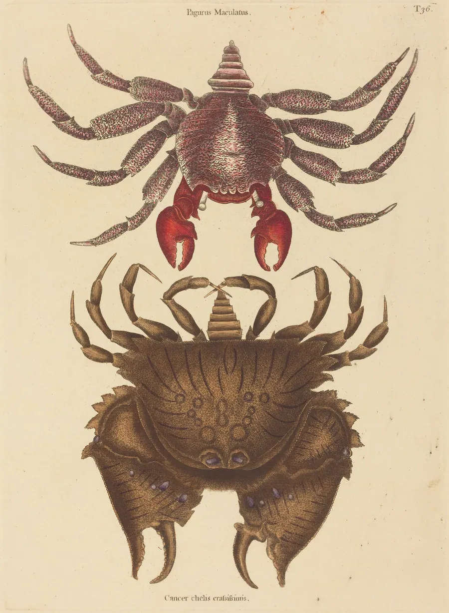 Red Mottled Rock-crab (Cancer grapsus) by Mark Catesby