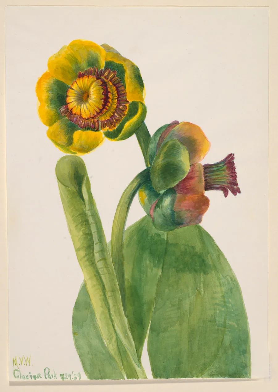 Untitled--Flower Study by Mary Vaux Walcott, born Philadelphia, PA 1860-died St. Andrews, New Brunswick, Canada 1940