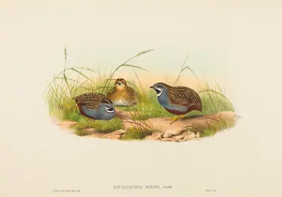 Excalftoria minima (Blue-breasted Quail)
