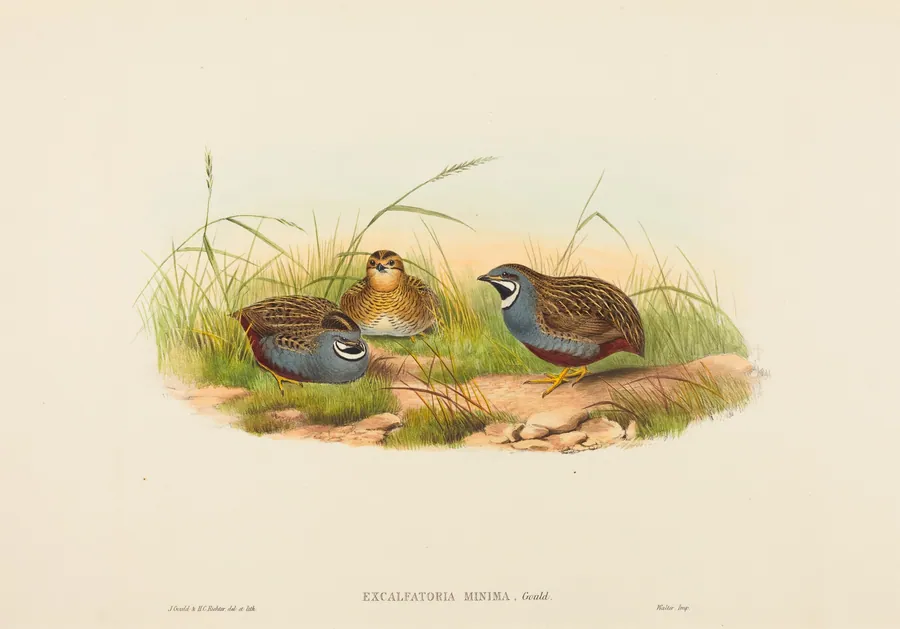 Excalftoria minima (Blue-breasted Quail) by H.C. Richter