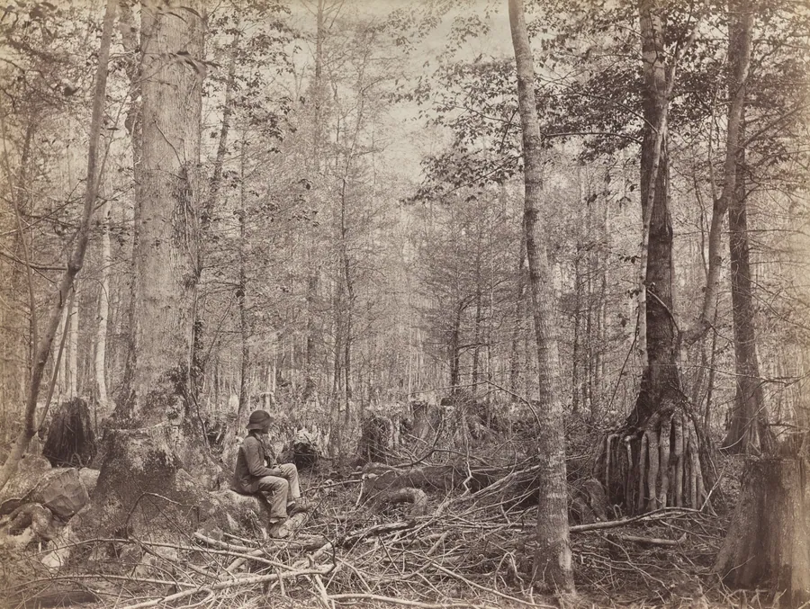 Great Dismal Swamp, Virginia by Israel Cook Russell