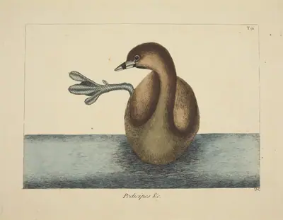 The Pied-billed Dobchick (Colymbus podiceps)