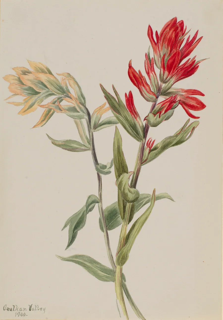 Stachys palustria by Mary Vaux Walcott, born Philadelphia, PA 1860-died St. Andrews, New Brunswick, Canada 1940