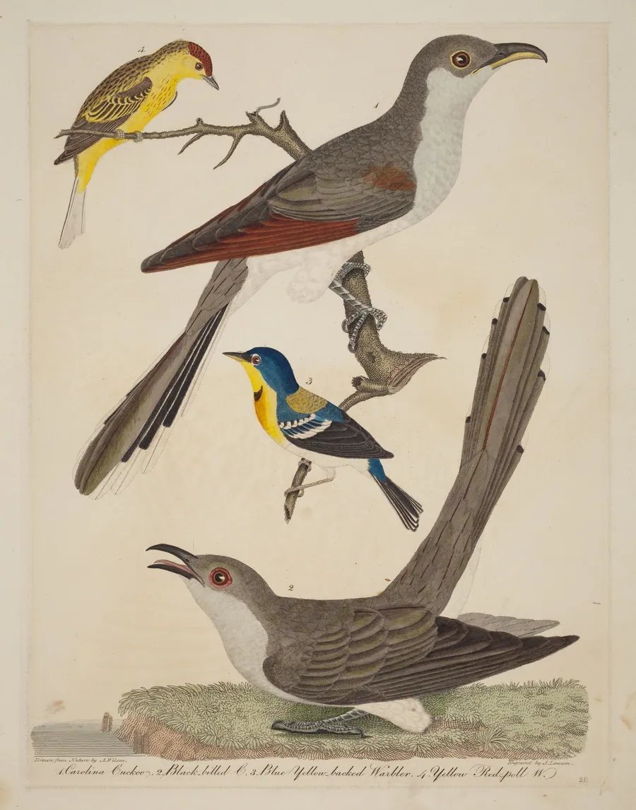 Carolina Cuckoo, Black-billed Cuckoo, Blue Yellow-backed Warbler, and Yellow Red-poll Warbler by Alexander Lawson