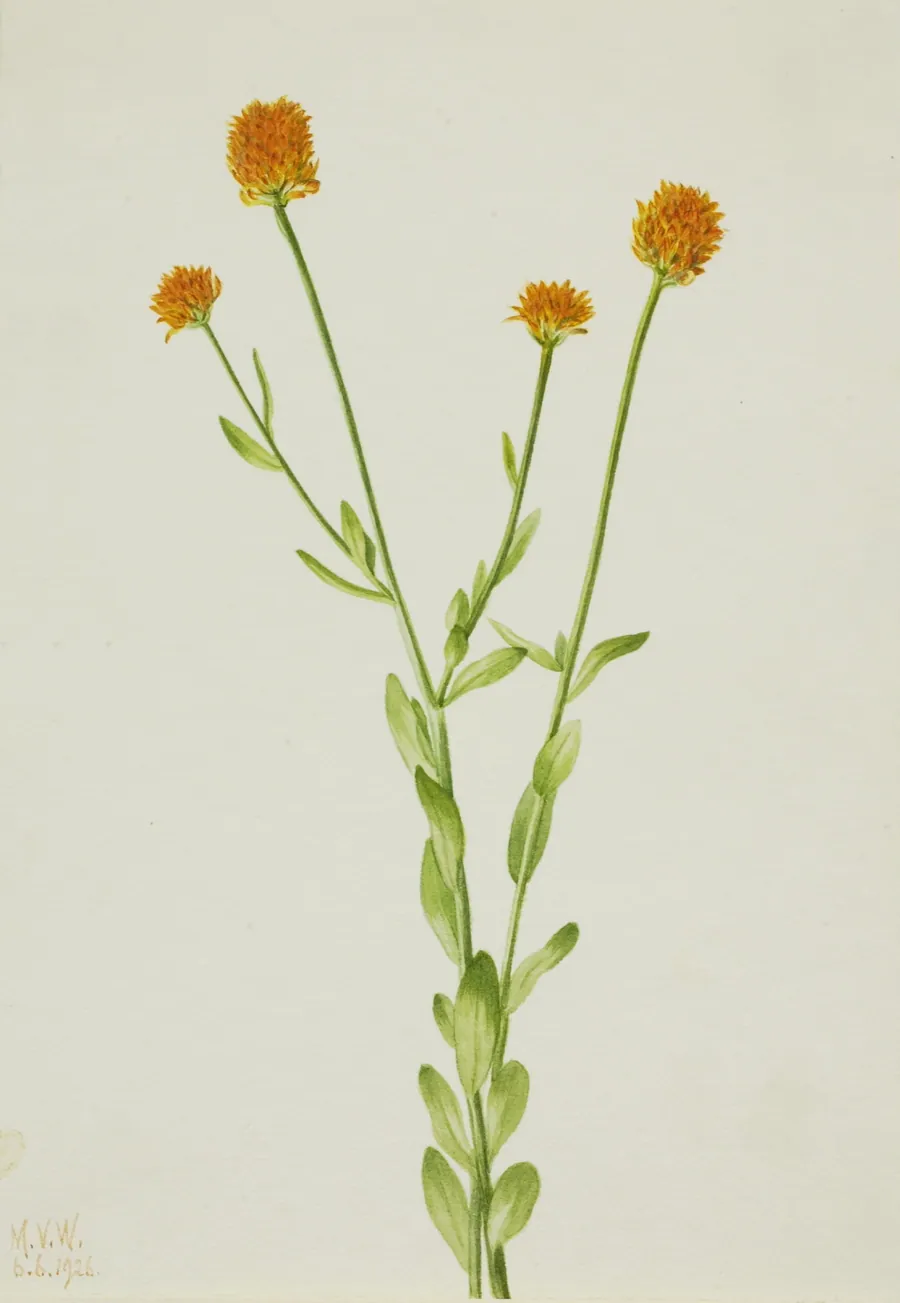 Orange Polygala (Polygala lutea) by Mary Vaux Walcott, born Philadelphia, PA 1860-died St. Andrews, New Brunswick, Canada 1940