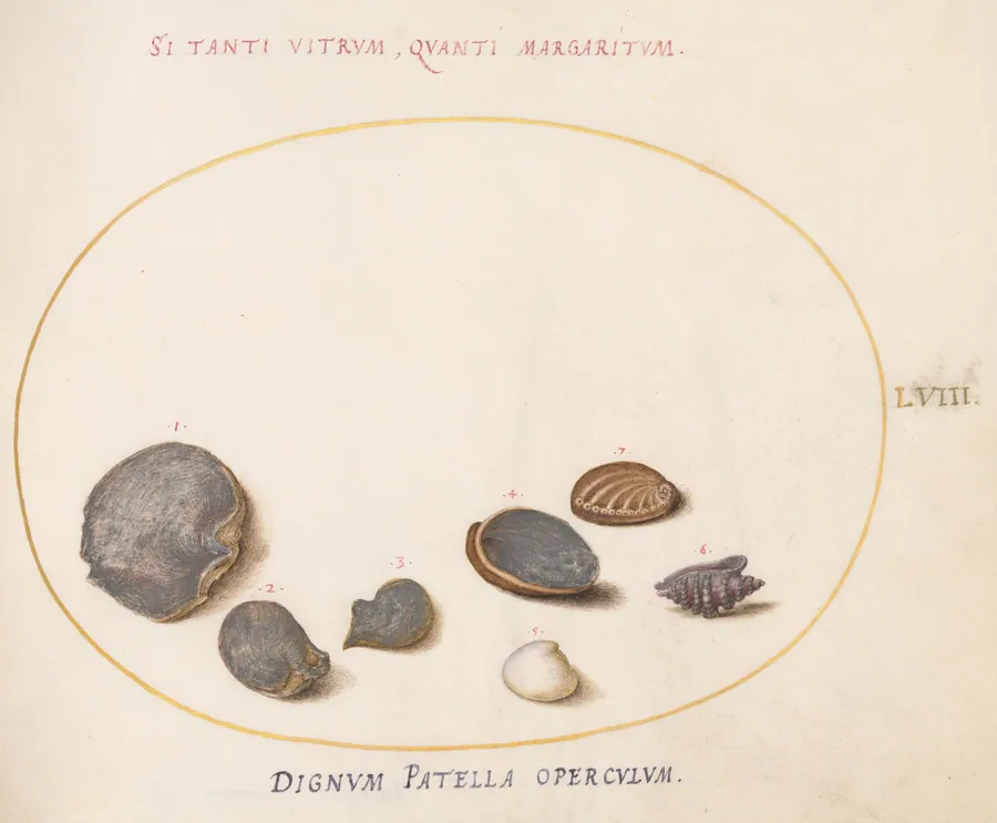 Plate 58: Shells, including Abalone(?) by Joris Hoefnagel