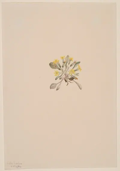 Crepis Elegans