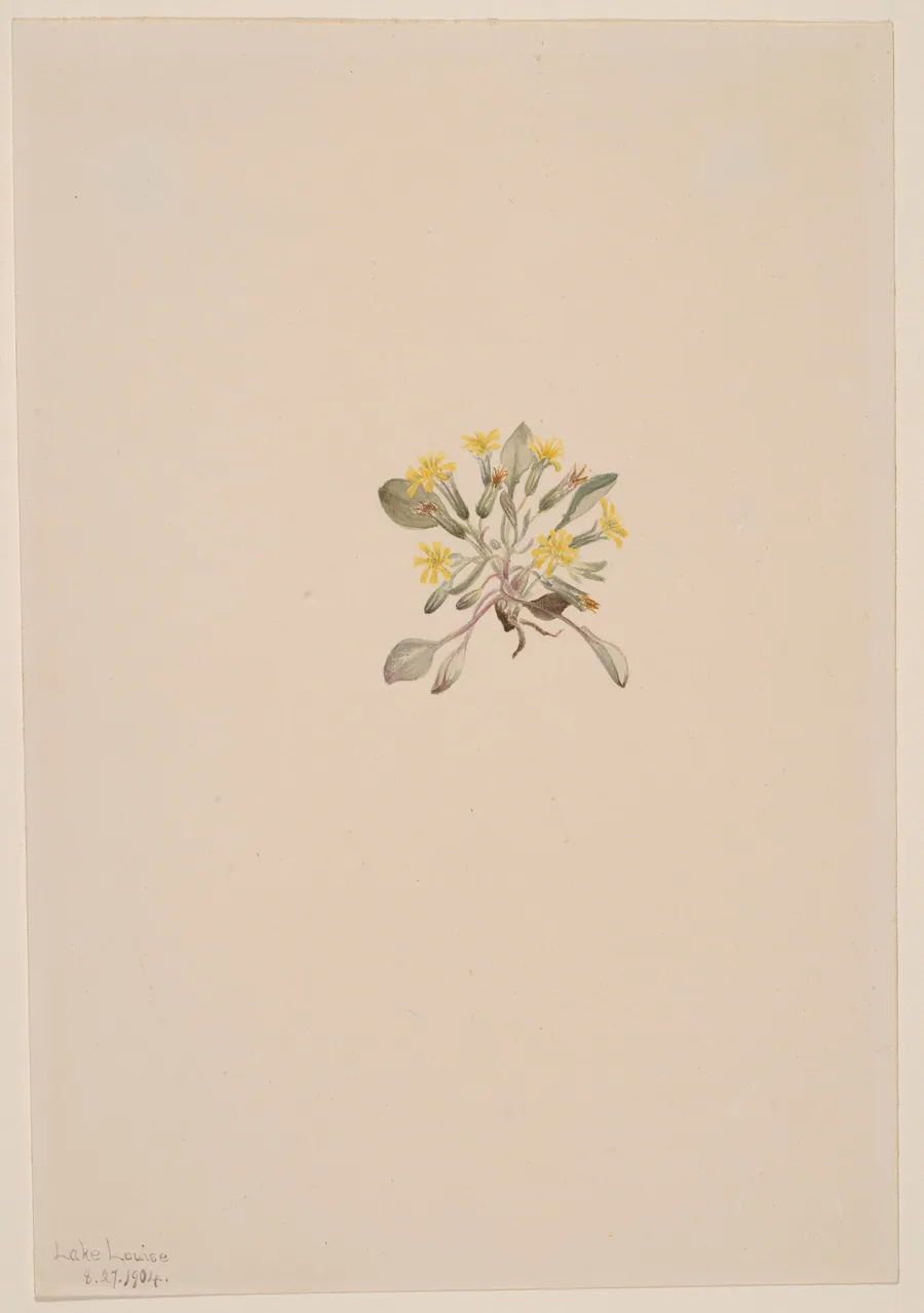Crepis Elegans by Mary Vaux Walcott, born Philadelphia, PA 1860-died St. Andrews, New Brunswick, Canada 1940