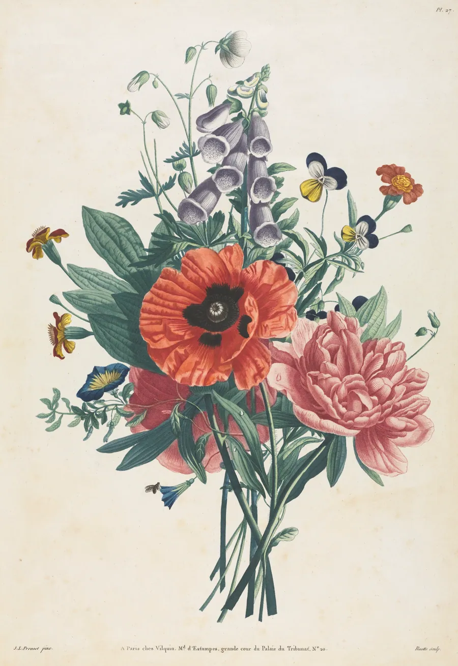 Collection of Flowers and Fruits Painted after Nature:  Bouquet of Foxglove, Clematis, Pansy, Peony, Poppy, and Yellow Day Lily by Louis Charles Ruotte