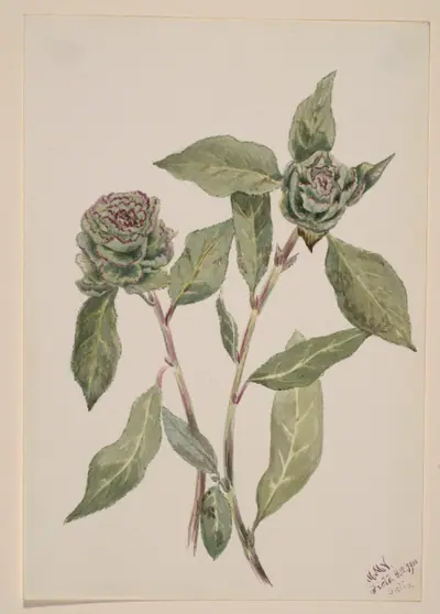Willow (Salix)