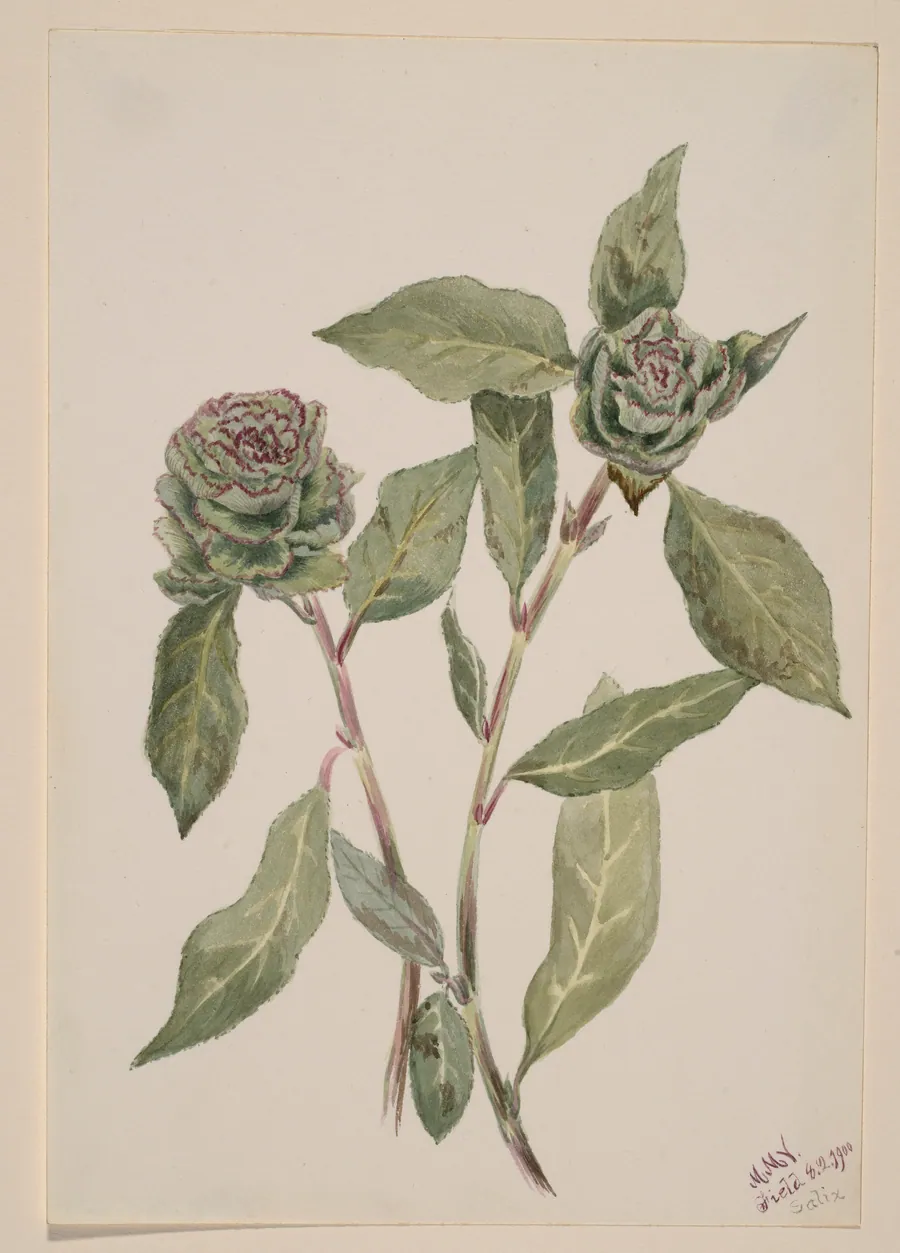 Willow (Salix) by Mary Vaux Walcott, born Philadelphia, PA 1860-died St. Andrews, New Brunswick, Canada 1940