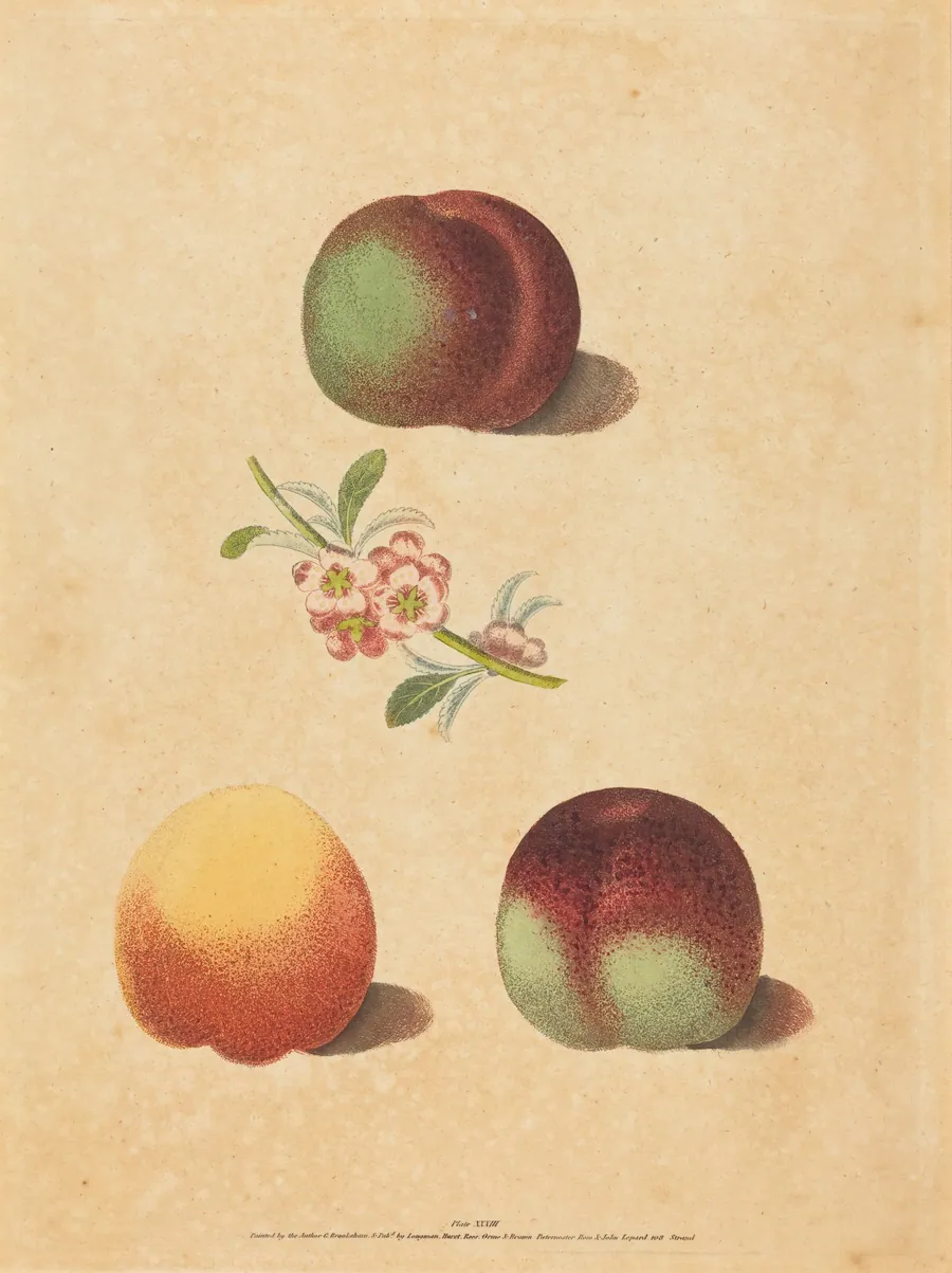 Three Peaches by George Brookshaw