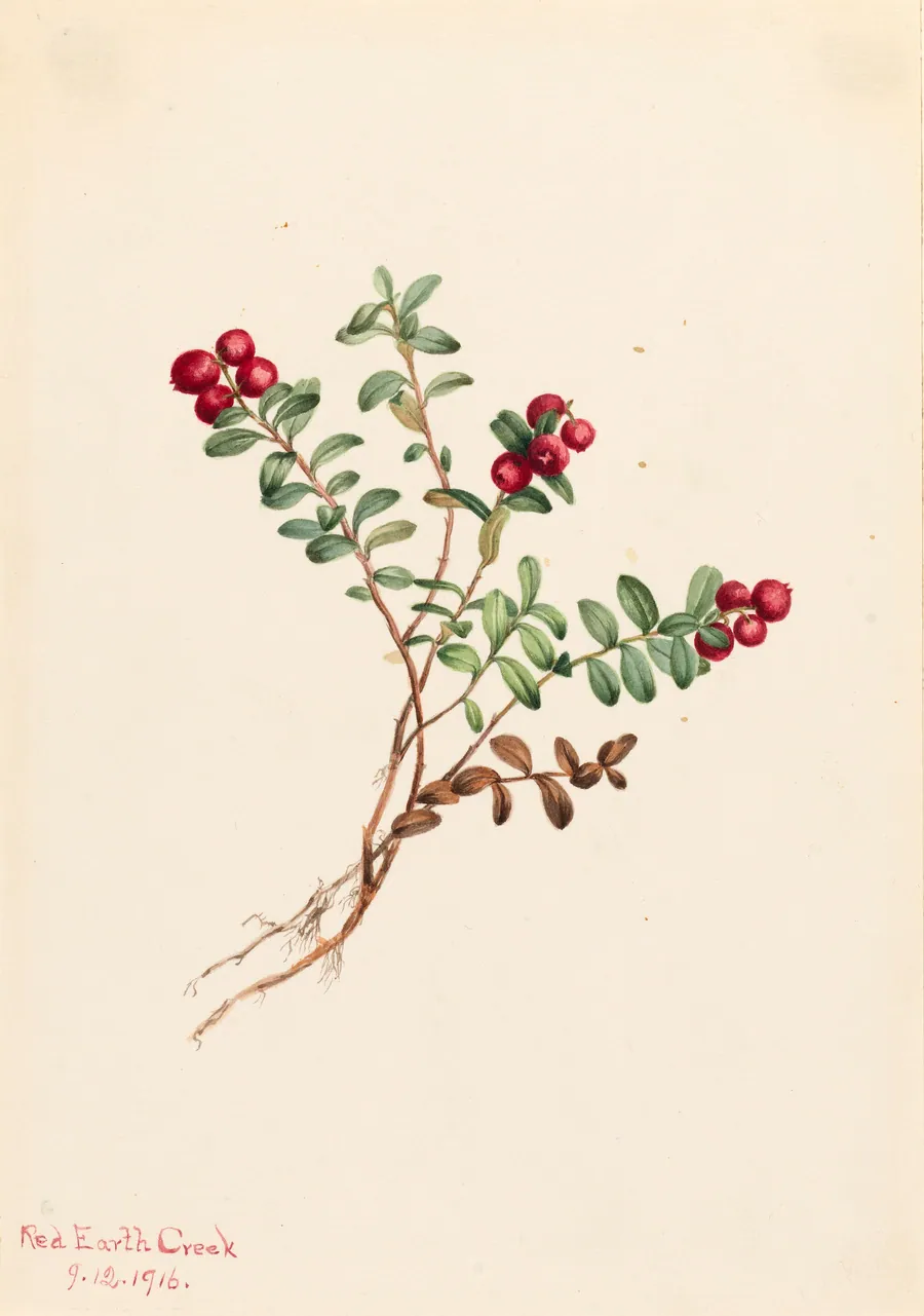Mountain Cranberry (Vaccinium vitisdaea minus) by Mary Vaux Walcott, born Philadelphia, PA 1860-died St. Andrews, New Brunswick, Canada 1940