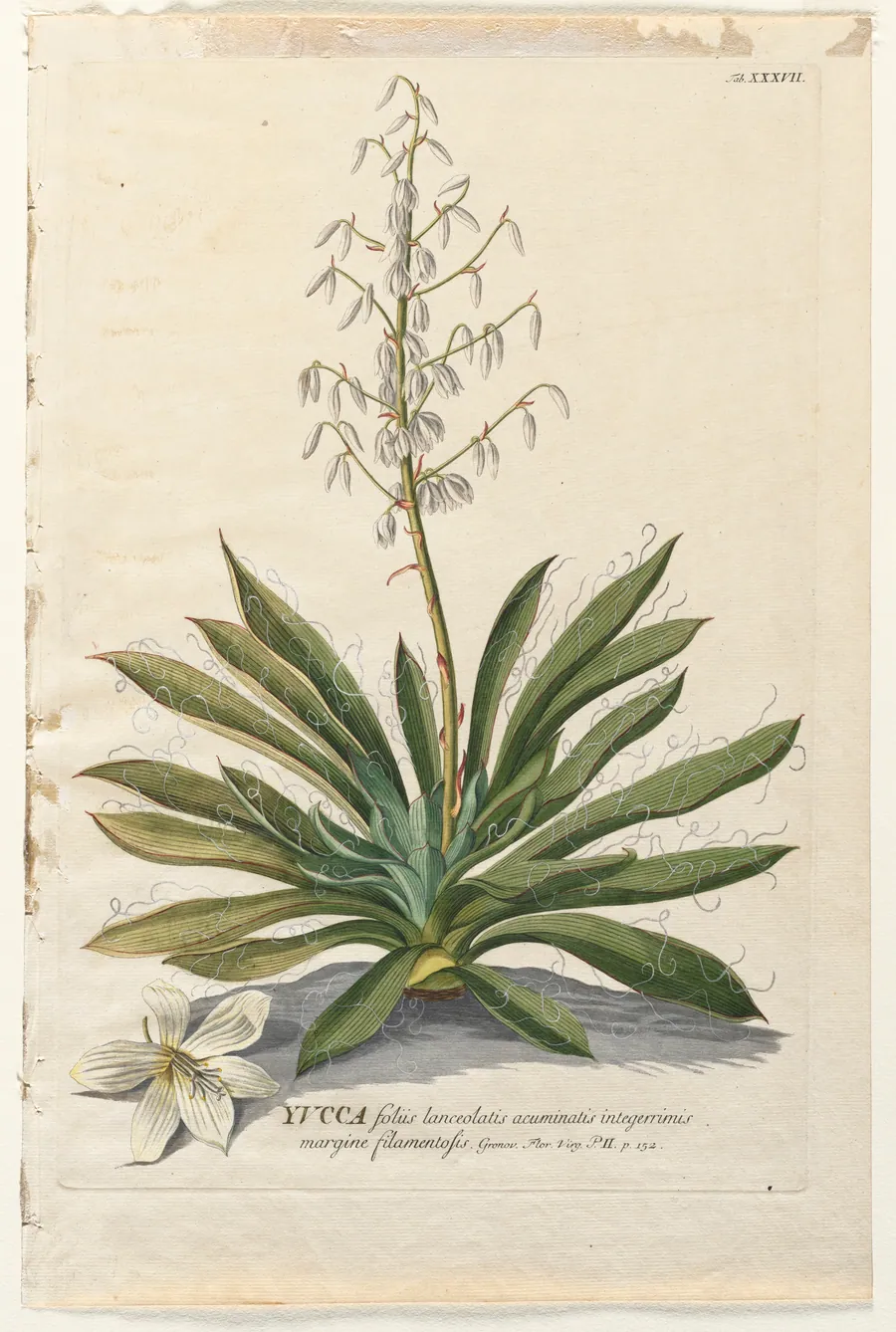 Plantae Selectae:  No. 37 - Yucca by Georg Dionysius Ehret