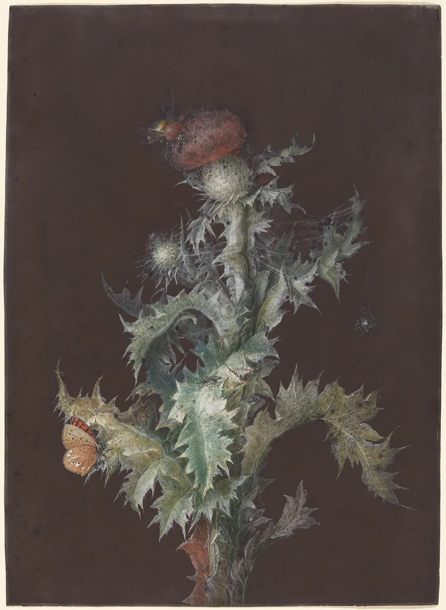 Thistle with Insects by Johann Christoph Dietzsch
