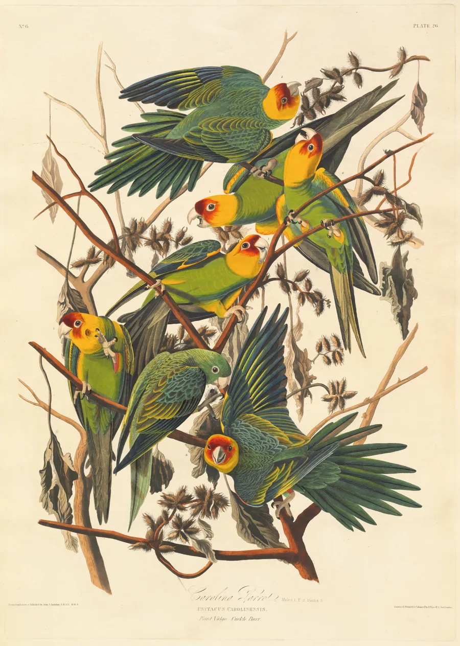 Carolina Parrot by Robert Havell, Jr.