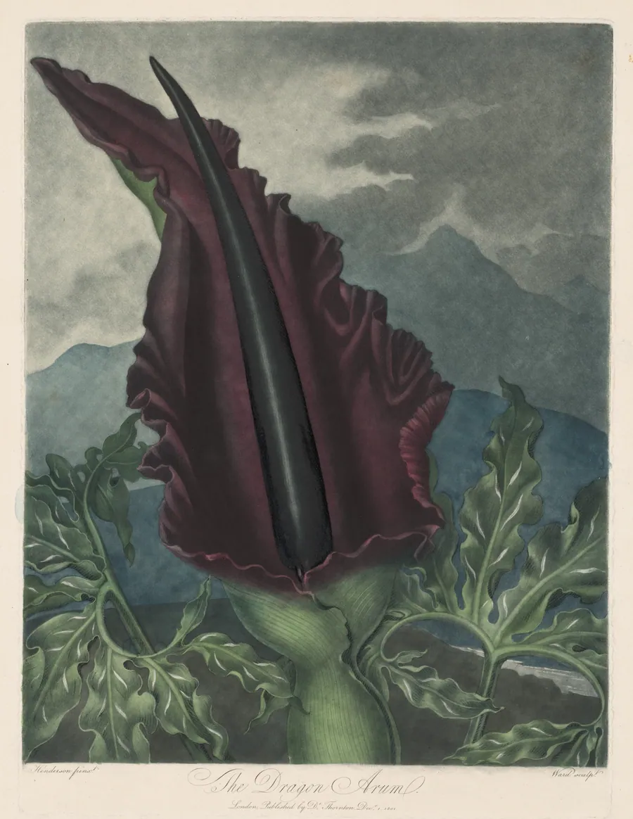 The Dragon Arum, Black Calla or Solomon's Lily by Robert John Thornton