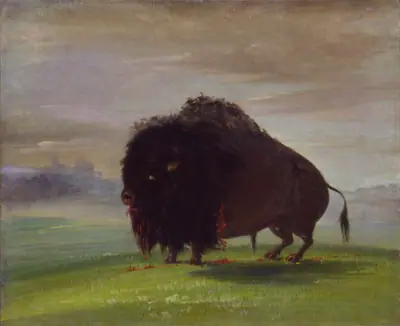 Wounded Buffalo, Strewing His Blood over the Prairies