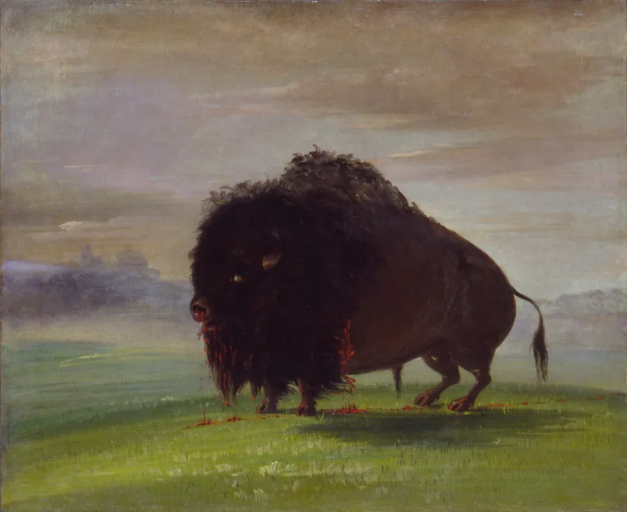 Wounded Buffalo, Strewing His Blood over the Prairies by George Catlin, born Wilkes-Barre, PA 1796-died Jersey City, NJ 1872