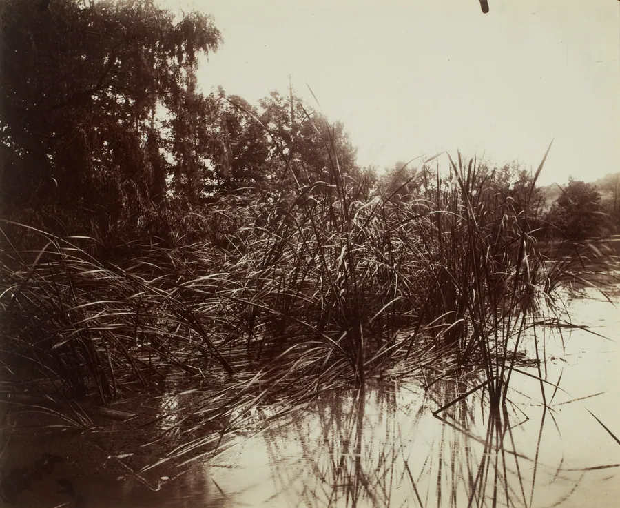 Roseaux, Étang du Plessis-Piquet by Eugène Atget