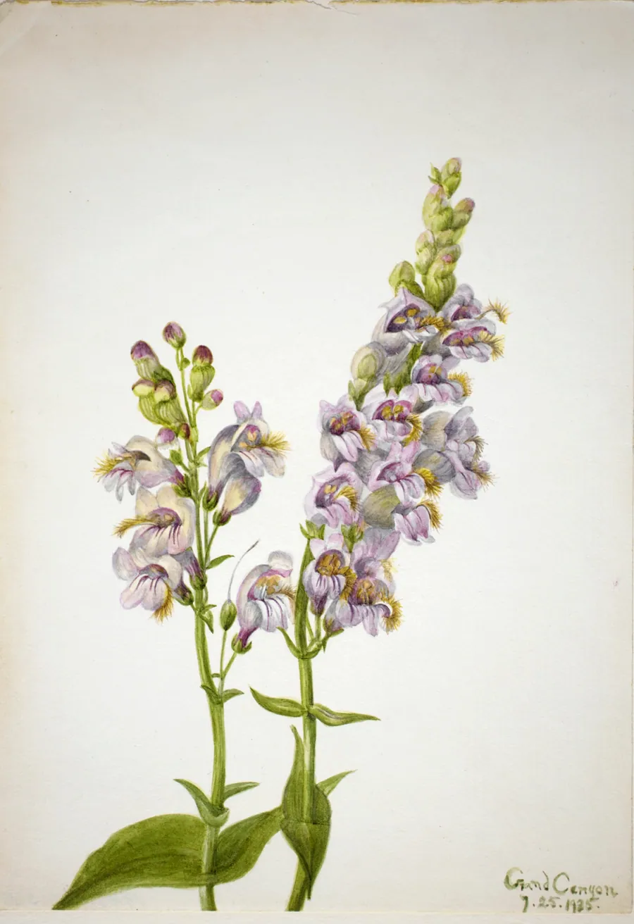 Pentstemon (Pentstemon macranthus) by Mary Vaux Walcott, born Philadelphia, PA 1860-died St. Andrews, New Brunswick, Canada 1940