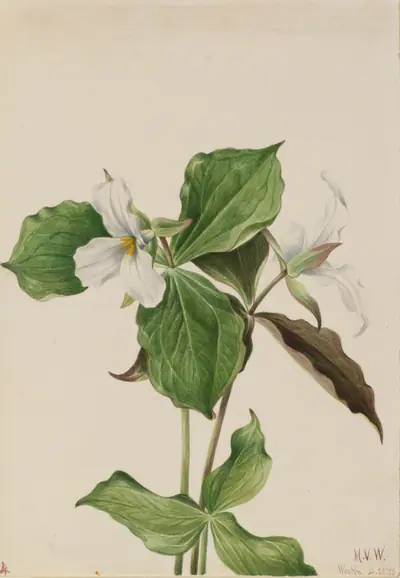Large White Trillium (Trillium grandiflorum)