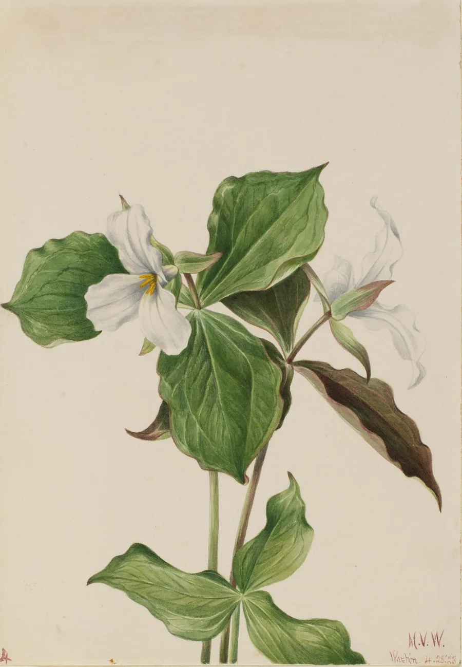 Large White Trillium (Trillium grandiflorum) by Mary Vaux Walcott, born Philadelphia, PA 1860-died St. Andrews, New Brunswick, Canada 1940