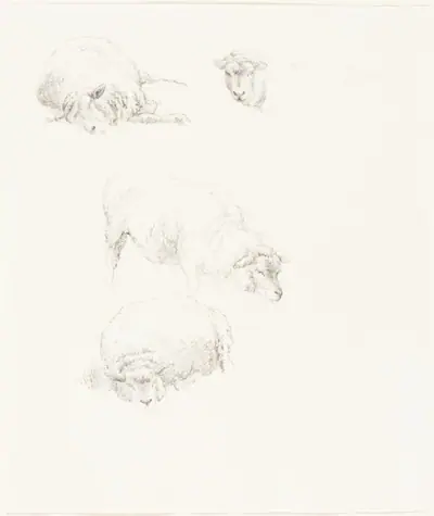 Studies of Sheep