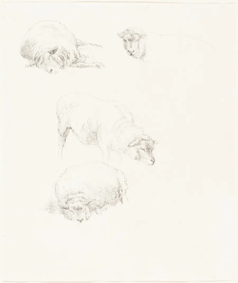 Studies of Sheep by Robert Hills
