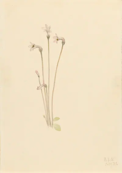 Ghostpipe (Thalesia uniflora)