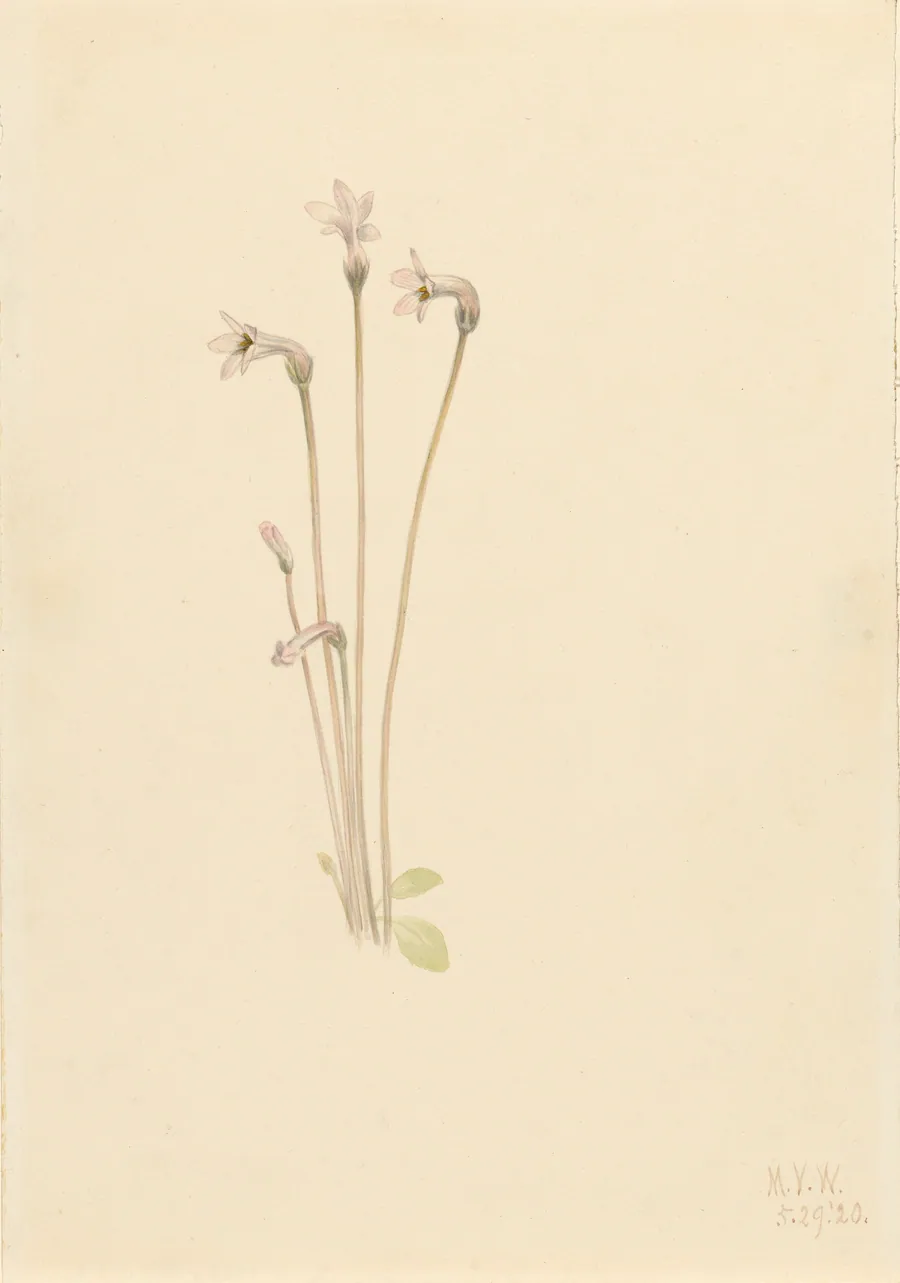 Ghostpipe (Thalesia uniflora) by Mary Vaux Walcott, born Philadelphia, PA 1860-died St. Andrews, New Brunswick, Canada 1940