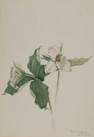 Wake-Robin (Trillium grandiflorum)