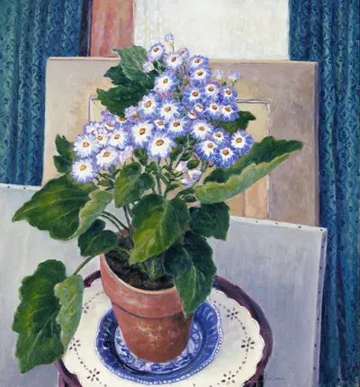 Cineraria