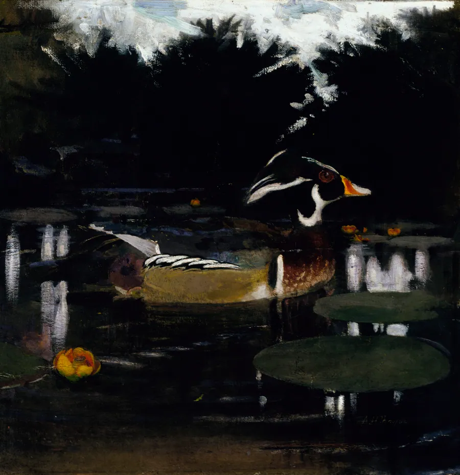 Male Wood Duck in a Forest Pool, study for book Concealing Coloration in the Animal Kingdom by Abbott Handerson Thayer, born Boston, MA 1849-died Dublin, NH 1921
