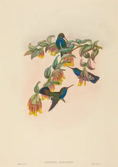 Agyrtria bartletti (Bartlett's Emerald)