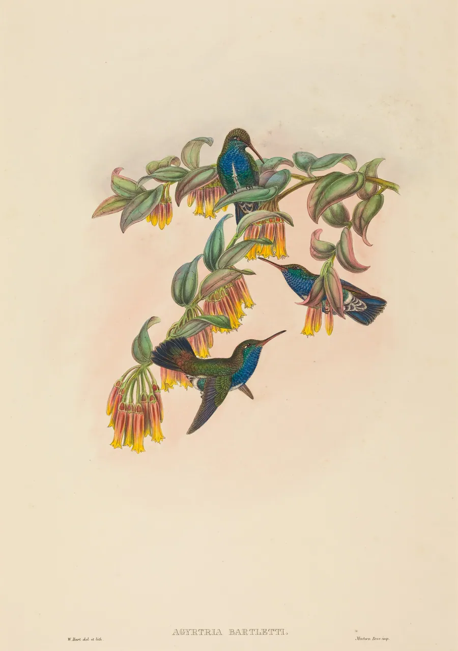 Agyrtria bartletti (Bartlett's Emerald) by W. Hart