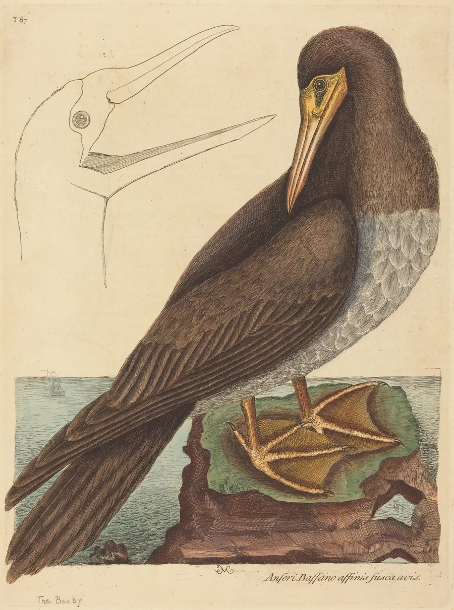 The Booby (Pelecanus Sula) by Mark Catesby