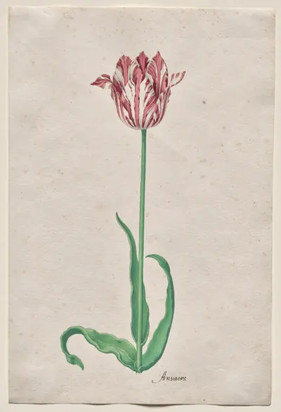 Study of a Tulip (Anvaers)