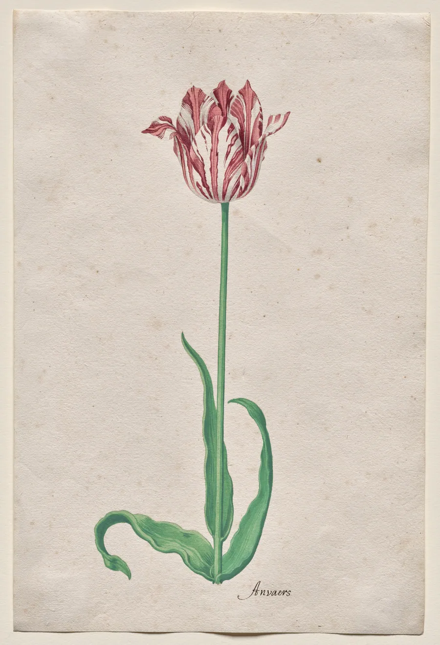 Study of a Tulip (Anvaers) by Pieter Holsteyn II