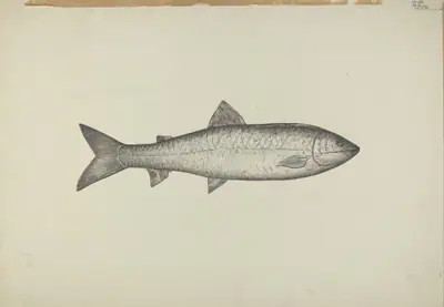 Fish Shop Sign