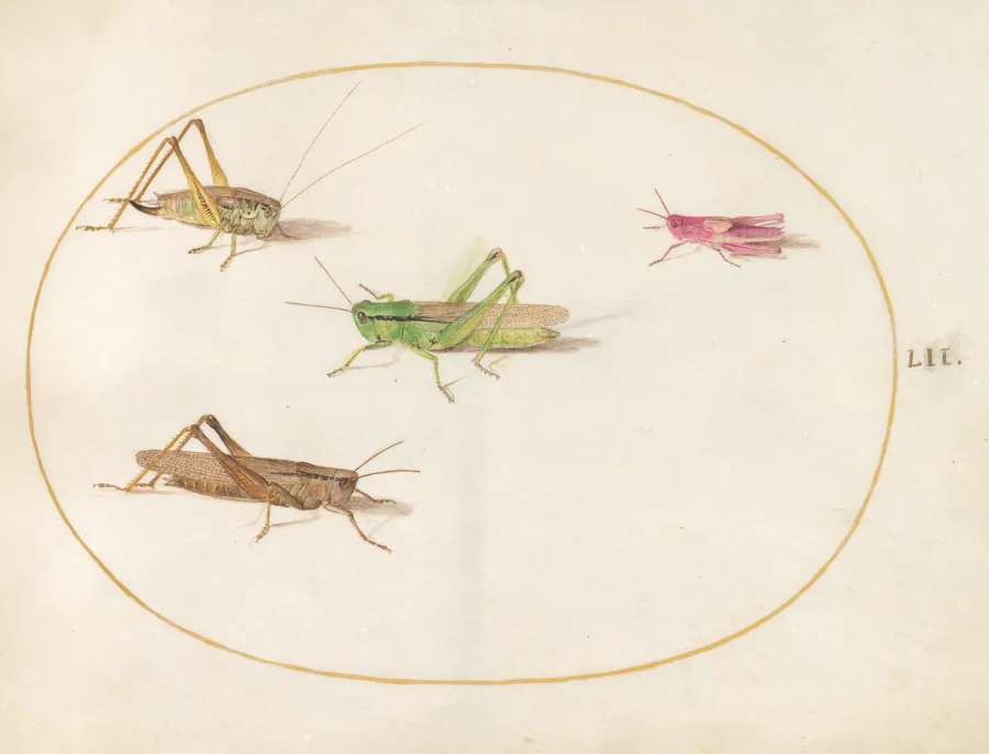 Plate 52: Four Grasshoppers by Joris Hoefnagel