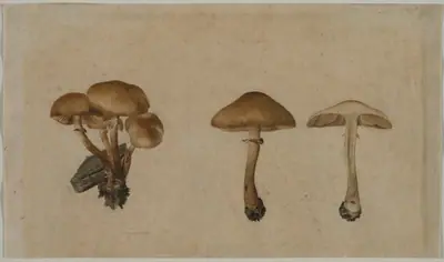 Mushrooms