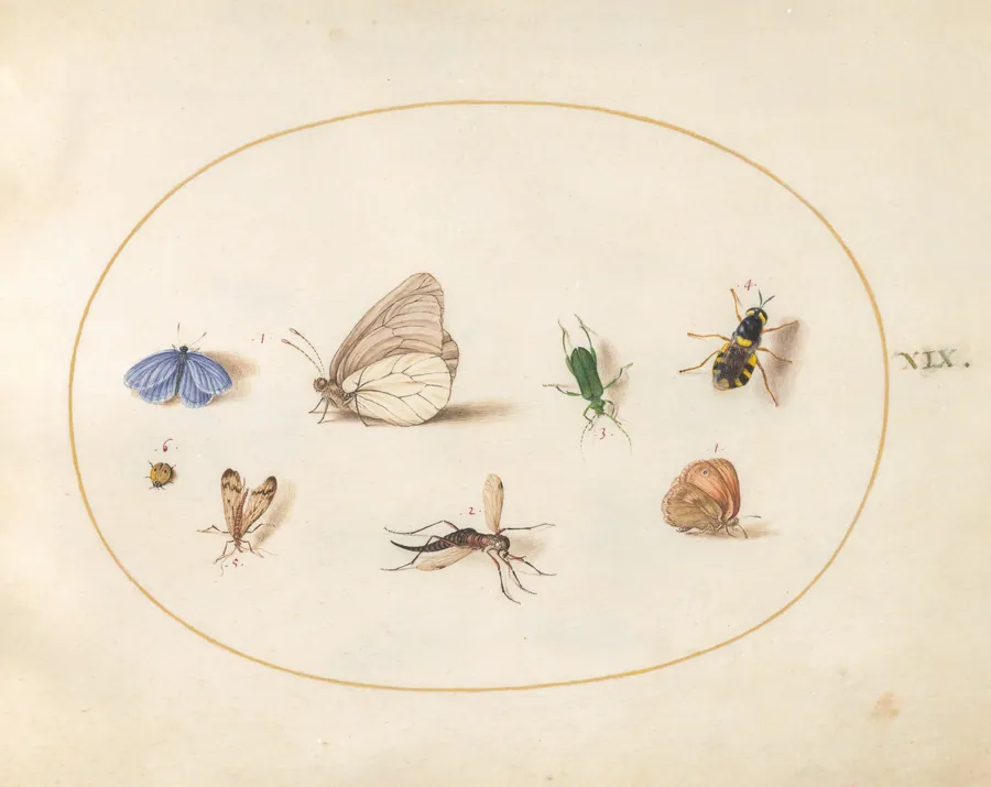 Plate 19: Two Butterflies with Five Other Insects by Joris Hoefnagel