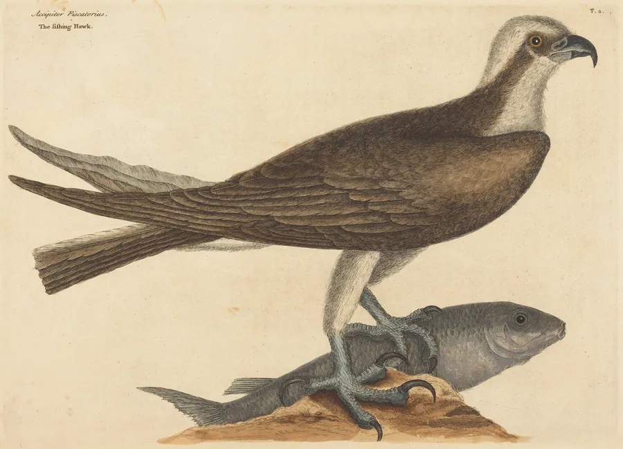 The Fishing Hawk (Falco haliaetus) by Mark Catesby
