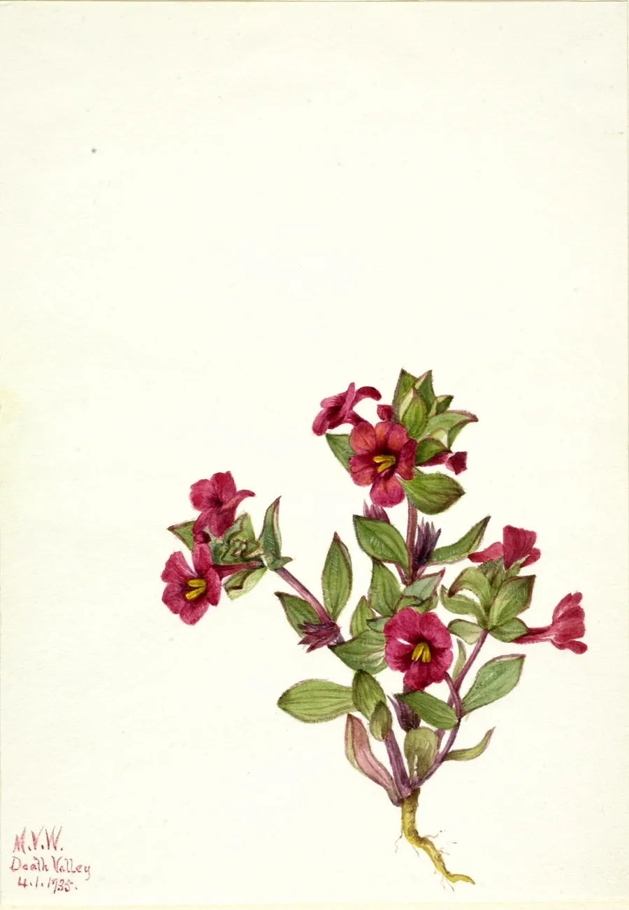 Purple Monkey-Flower (Mimulus bigelovii) by Mary Vaux Walcott, born Philadelphia, PA 1860-died St. Andrews, New Brunswick, Canada 1940