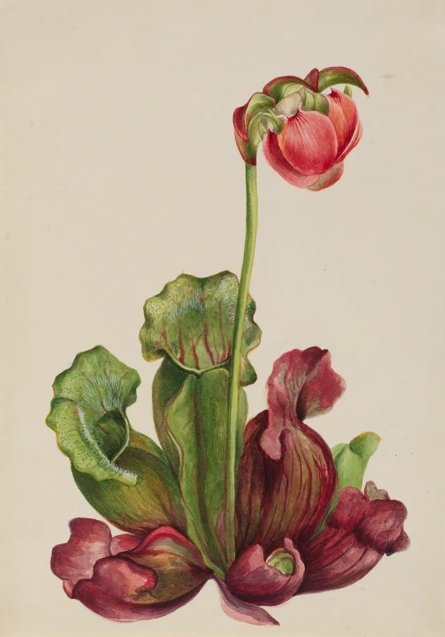 Common Pitcherplant (Sarracenia purpurea venosa) by Mary Vaux Walcott, born Philadelphia, PA 1860-died St. Andrews, New Brunswick, Canada 1940