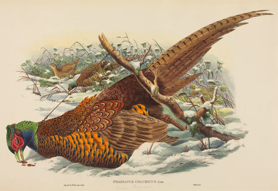 Phasianus colchicus (Ring-necked Pheasant) by W. Hart
